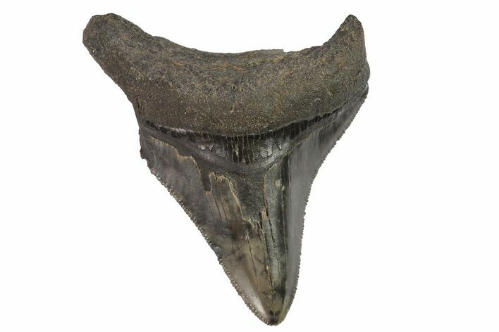 Serrated, Fossil Megalodon Tooth #74281